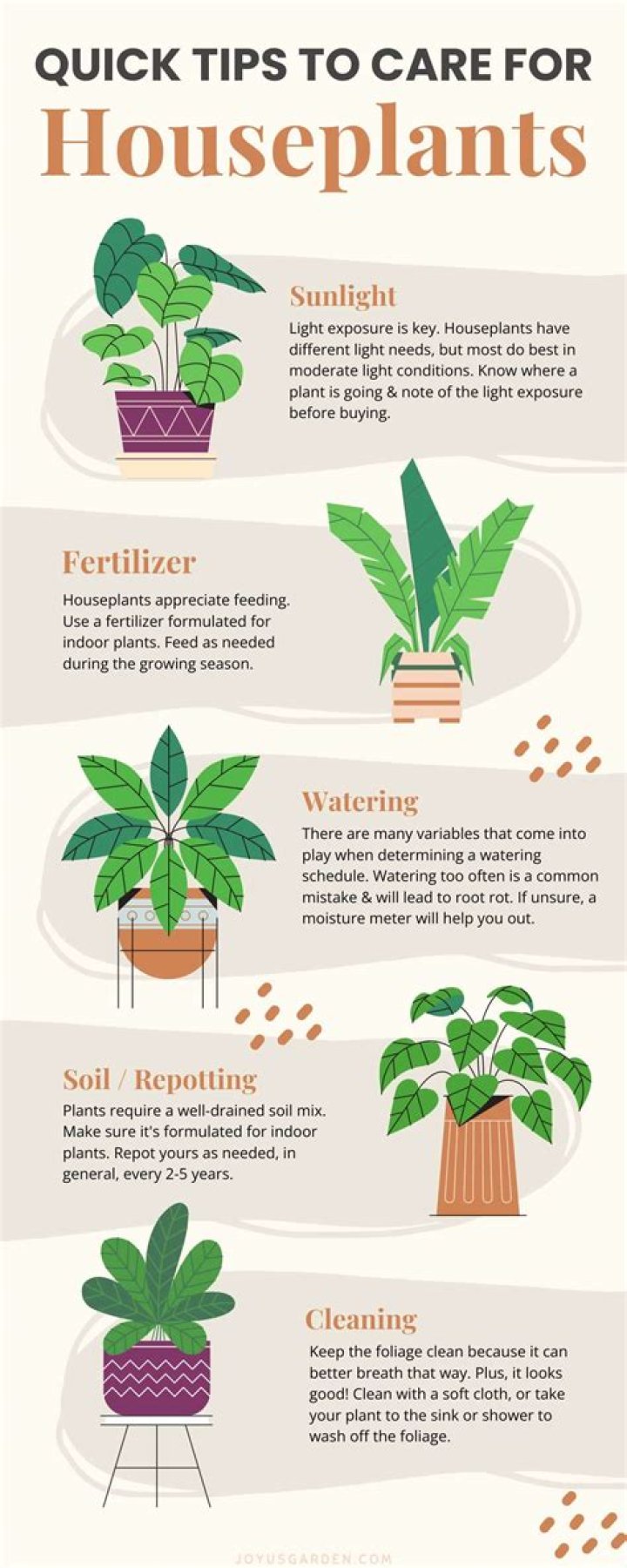 Fernandas: Stunning Plants & Care Tips